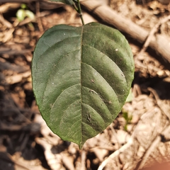 Artocarpus heterophyllus