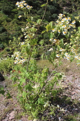 Montanoa leucantha