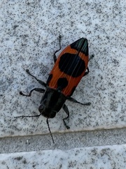 Nascioides