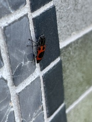 Nascioides