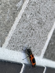 Nascioides