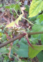 Achyranthes japonica