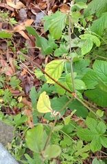 Achyranthes japonica