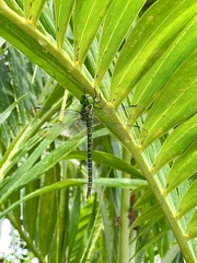 Coryphaeschna ingens