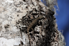 Sceloporus grammicus