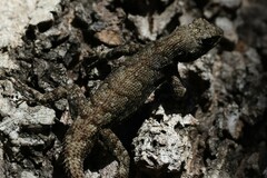 Sceloporus grammicus