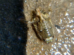 Isocladus armatus