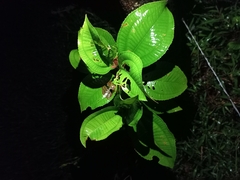 Miconia crenata