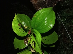 Miconia crenata