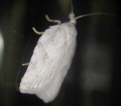 Acleris logiana