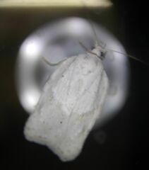 Acleris logiana
