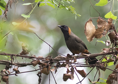 Pterorhinus ruficollis