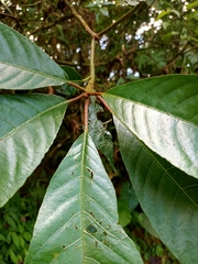 Saurauia tristyla