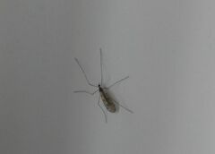 Trichocera annulata