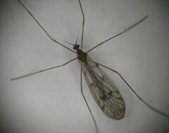 Trichocera annulata