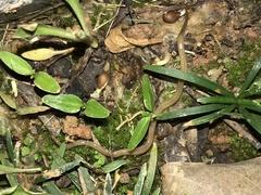 Caenoplana