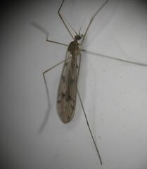 Trichocera annulata