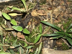 Caenoplana