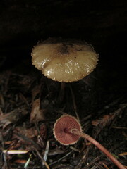 Melanophyllum haematospermum