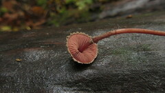 Melanophyllum haematospermum