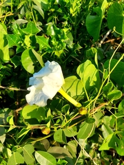 Ipomoea violacea