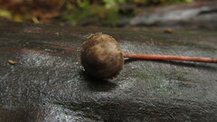 Melanophyllum haematospermum