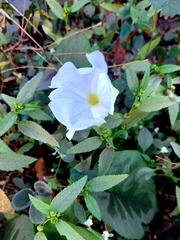 Ipomoea violacea