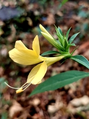 Barleria prionitis