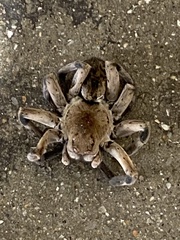 Portacosa cinerea
