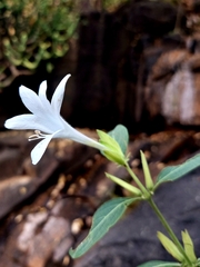 Barleria grandiflora