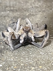 Portacosa cinerea