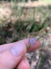 Caesia parviflora vittata