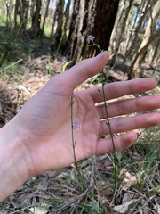 Caesia parviflora vittata