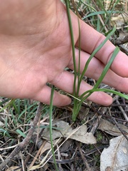 Caesia parviflora vittata