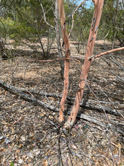 Eucalyptus thozetiana