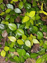 Trachelospermum asiaticum