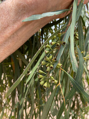 Eucalyptus thozetiana
