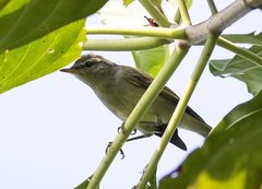 Phylloscopus magnirostris