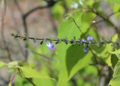 Salvia alamosana