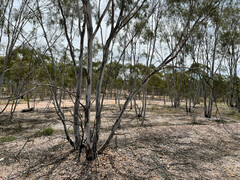 Eucalyptus thozetiana