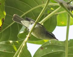 Phylloscopus magnirostris