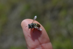 Megachile susurrans