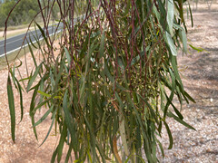 Eucalyptus thozetiana
