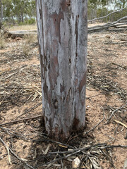 Eucalyptus thozetiana