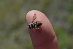 Megachile susurrans