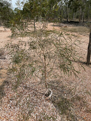 Eucalyptus thozetiana