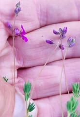 Indigofera quinquefolia