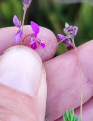 Indigofera quinquefolia