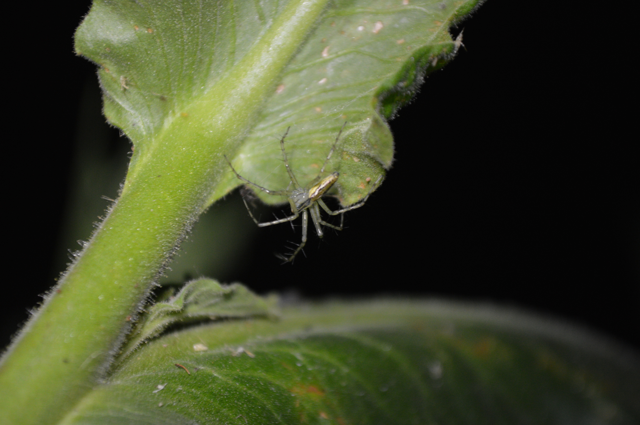 Peucetia rubrolineata image