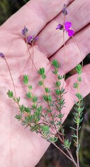 Indigofera quinquefolia